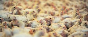 Deutlich weniger Geflügel sollen in Großmast-Betrieben gehalten werden, fordert die Initiative.