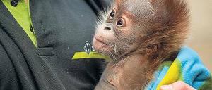 Tschüss, Kleine. Nur noch bis Sonntag ist Rieke im Zoo zu sehen.