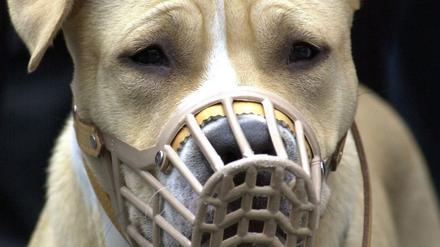 American Staffordshire Terrier gehört zu den "gefährlichen Hunden", für sie gelten besondere Auflagen.