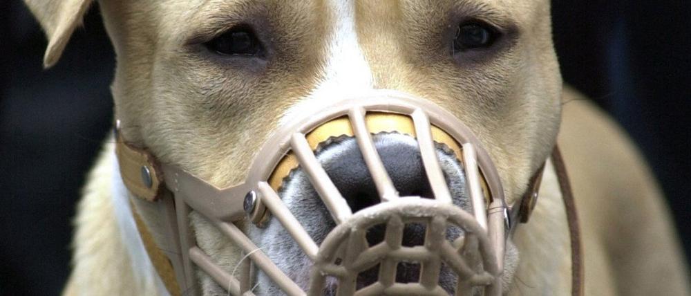 American Staffordshire Terrier gehört zu den "gefährlichen Hunden", für sie gelten besondere Auflagen.