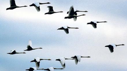 Naturschauspiel. Hunderte Singschwäne sind derzeit in Brandenburg.