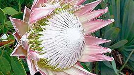 Schönheit. Die Protea erinnert an die Lotosblume, ist aber anders aufgebaut.