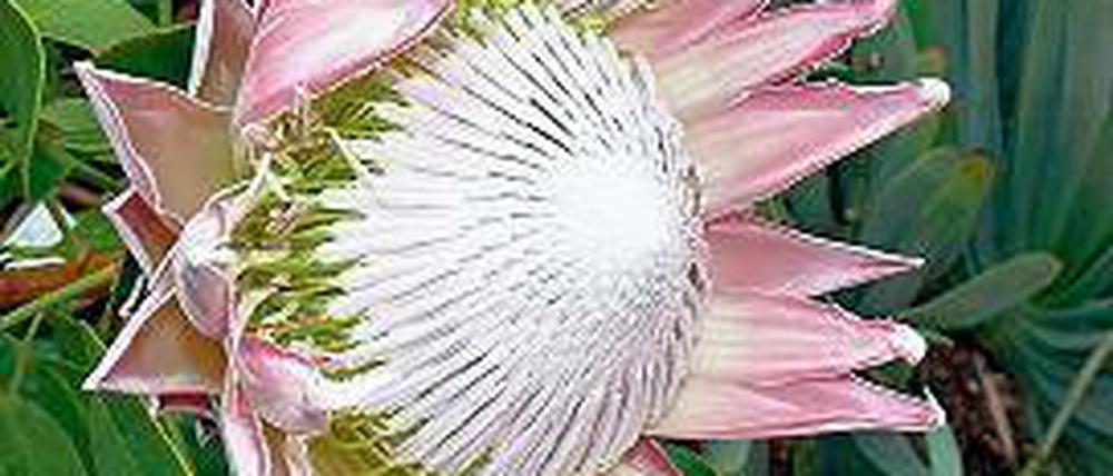 Schönheit. Die Protea erinnert an die Lotosblume, ist aber anders aufgebaut.
