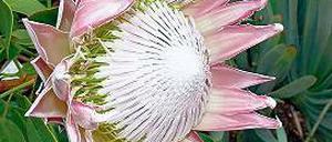 Schönheit. Die Protea erinnert an die Lotosblume, ist aber anders aufgebaut.
