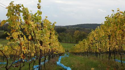 Der Töplitzer Weinberg, hier im vergangenen Herbst.