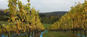 Der Töplitzer Weinberg, hier im vergangenen Herbst.