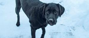 Hat sie gewildert? Laut Jäger war Stella hinter einem Reh her, Spuren davon wurden aber nicht gefunden.