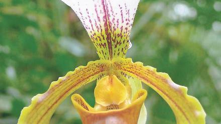 Glücksfall. Paphiopedilum Leeanum wurde 1884 von einem Briten gezüchtet.