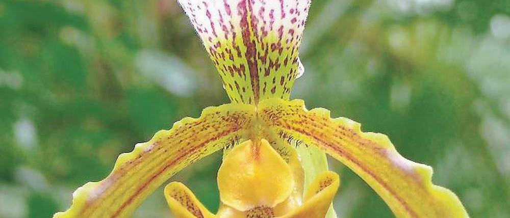 Glücksfall. Paphiopedilum Leeanum wurde 1884 von einem Briten gezüchtet.