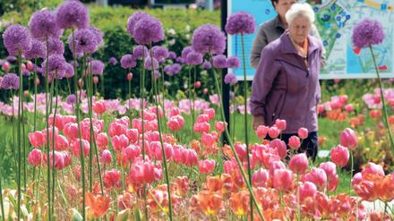 Kugellauch und Tulpen. Zur Laga soll ganz Beelitz erblühen.