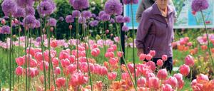 Kugellauch und Tulpen. Zur Laga soll ganz Beelitz erblühen.