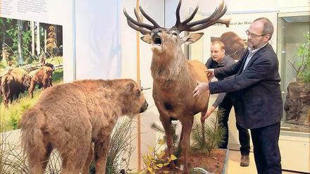Der röhrende Hirsch ist eines der neuen Exponate in diesem Jahr. Doch viele der Tiere in den Kühlzellen des Museums können nicht präpariert werden.