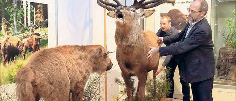 Der röhrende Hirsch ist eines der neuen Exponate in diesem Jahr. Doch viele der Tiere in den Kühlzellen des Museums können nicht präpariert werden.