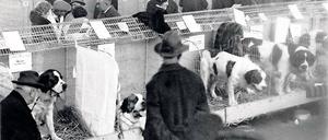 Wie es begann. Eine Hundeschau war einer der Höhepunkte bei der ersten „Grünen Woche“ im Jahr 1926.