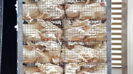 Kaum noch Platz. Diese Aufnahme hat das Berliner Tierschutzbüro im November 2014 vom Betriebsgelände der Landkost-Ei EZG GmbH in Bestensee (Dahme-Spreewald) gemacht. Alles gehe rechtens zu, erklären sowohl das Unternehmen als auch die zuständige Tierärztin des Kreises.