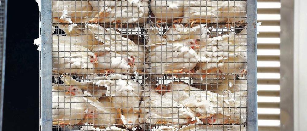 Kaum noch Platz. Diese Aufnahme hat das Berliner Tierschutzbüro im November 2014 vom Betriebsgelände der Landkost-Ei EZG GmbH in Bestensee (Dahme-Spreewald) gemacht. Alles gehe rechtens zu, erklären sowohl das Unternehmen als auch die zuständige Tierärztin des Kreises.