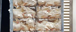 Kaum noch Platz. Diese Aufnahme hat das Berliner Tierschutzbüro im November 2014 vom Betriebsgelände der Landkost-Ei EZG GmbH in Bestensee (Dahme-Spreewald) gemacht. Alles gehe rechtens zu, erklären sowohl das Unternehmen als auch die zuständige Tierärztin des Kreises.