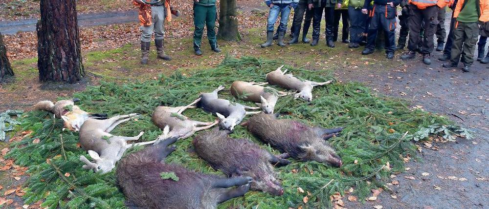 Nach der Jagd. Den Tieren wird durch Blasen des Jagdhorns Ehre erwiesen.