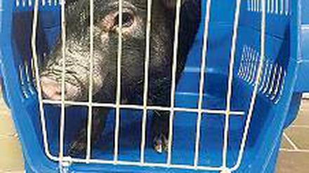 Blaupause. Das Schwein nach seiner vorläufigen Festnahme.