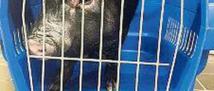 Blaupause. Das Schwein nach seiner vorläufigen Festnahme.