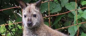 Das aus einem kleinen Derwitzer Privatzoo entflohene Känguruweibchen „Zippe“ ist nach sechs Wochen Flucht tot aufgefunden worden.