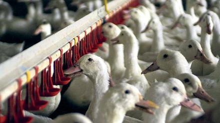Tierquälerei. Es gibt Vorwürfe gegen einen Entenmastbetrieb in Brandenburg.