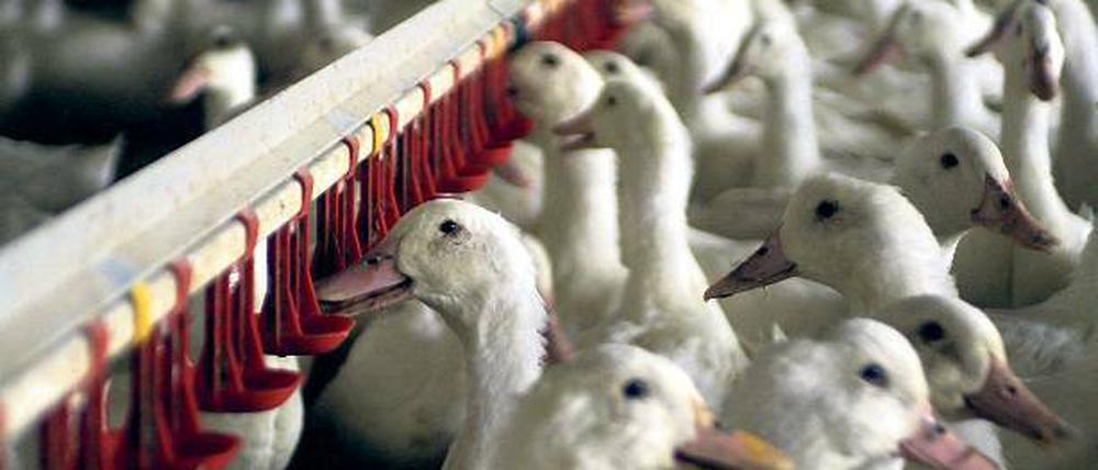 Tierquälerei. Es gibt Vorwürfe gegen einen Entenmastbetrieb in Brandenburg.