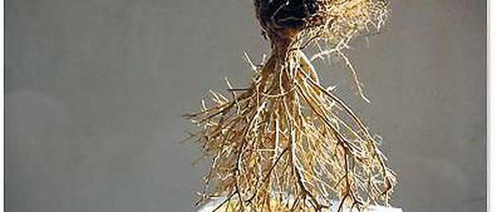 Verwurzelt. Petra Wällstedts Werk.