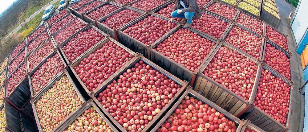 Äpfel en masse. Die Ernte war gut, doch noch immer sind zu viele Äpfel auf dem Markt. Das drückt die Preise für die Bauern, Hilfsprogramme zeigen noch keine Wirkung.