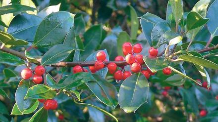 Stachelig. Die Gattung Ilex umfasst weltweit fast 600 Arten.