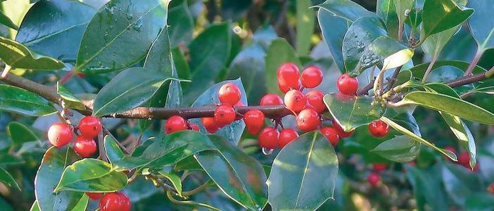 Stachelig. Die Gattung Ilex umfasst weltweit fast 600 Arten.
