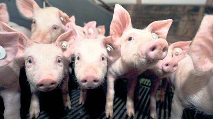 Schweinerei. Der „Stern“ berichtet, dass Adrian Straathof wegen anhaltender Tierschutzverstöße die Betriebserlaubnis für seine Ställe entzogen werden soll.