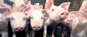 Schweinerei. Der „Stern“ berichtet, dass Adrian Straathof wegen anhaltender Tierschutzverstöße die Betriebserlaubnis für seine Ställe entzogen werden soll.