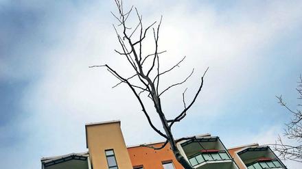 Nackte Zweige. Diese recht schmale Krone gehört einer der sechs Späth-Erlen, die im Rahmen eines Klimaprojekts im Schlaatzer Erlenhof gepflanzt wurden. Die 13 bis 14 Jahre alten Jungbäume sollen sich als Straßenbäume im Stadtbild bewähren. Auch Bäume anderer exotischer Sorten werden im Stadtgebiet gepflanzt.