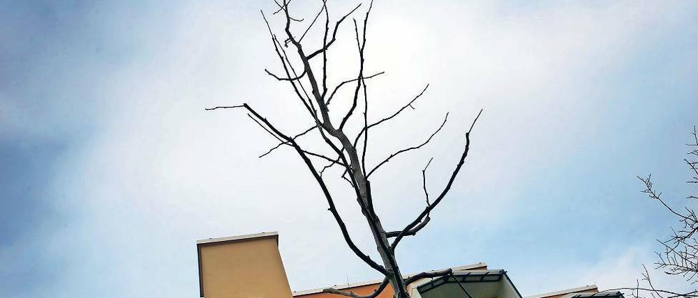 Nackte Zweige. Diese recht schmale Krone gehört einer der sechs Späth-Erlen, die im Rahmen eines Klimaprojekts im Schlaatzer Erlenhof gepflanzt wurden. Die 13 bis 14 Jahre alten Jungbäume sollen sich als Straßenbäume im Stadtbild bewähren. Auch Bäume anderer exotischer Sorten werden im Stadtgebiet gepflanzt.