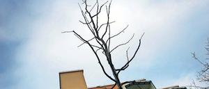 Nackte Zweige. Diese recht schmale Krone gehört einer der sechs Späth-Erlen, die im Rahmen eines Klimaprojekts im Schlaatzer Erlenhof gepflanzt wurden. Die 13 bis 14 Jahre alten Jungbäume sollen sich als Straßenbäume im Stadtbild bewähren. Auch Bäume anderer exotischer Sorten werden im Stadtgebiet gepflanzt.