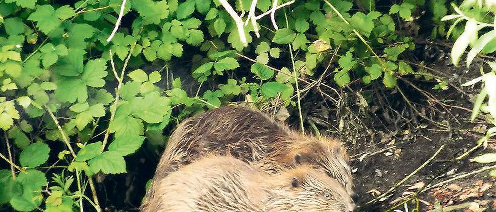 Aus besseren Tagen. An der Nuthe fühlen sich die Biber wohl. Noch im Sommer bot ihnen üppiges Grün Schutz beim Fressen. Jetzt hat man das Ufer roden lassen.
