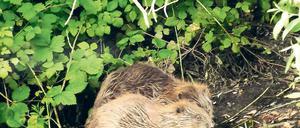 Aus besseren Tagen. An der Nuthe fühlen sich die Biber wohl. Noch im Sommer bot ihnen üppiges Grün Schutz beim Fressen. Jetzt hat man das Ufer roden lassen.