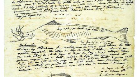 Beobachtet. Humboldt zeichnete und beschrieb etwa Fische im Orinoko.