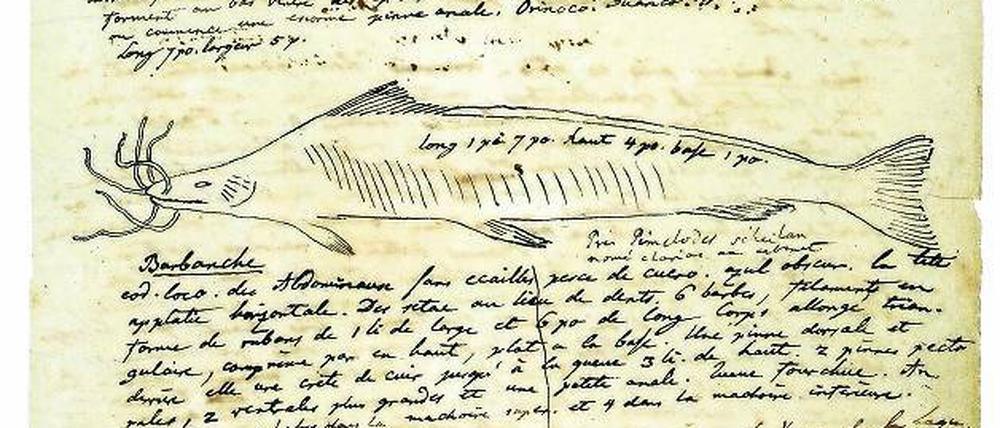 Beobachtet. Humboldt zeichnete und beschrieb etwa Fische im Orinoko.