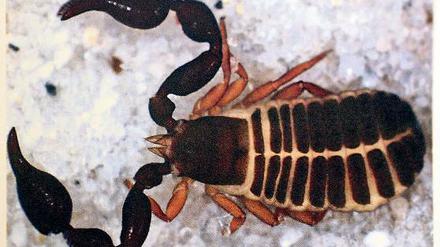 Gefunden in Sanssouci. Ein vier Millimeter großer „Pseudoskorpion“.