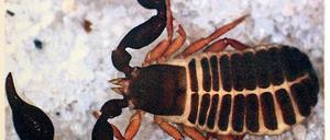 Gefunden in Sanssouci. Ein vier Millimeter großer „Pseudoskorpion“.