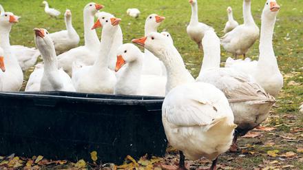Freiluft-Saison vorbei. Für tausende Weihnachtsgänse auf den Geflügelhöfen in der Region heißt es ab sofort: Ab in den Stall. Auf den Menschen ist der Krankheitserreger H5N8 nach bisherigen Erkenntnissen nicht übertragbar.