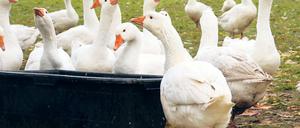 Freiluft-Saison vorbei. Für tausende Weihnachtsgänse auf den Geflügelhöfen in der Region heißt es ab sofort: Ab in den Stall. Auf den Menschen ist der Krankheitserreger H5N8 nach bisherigen Erkenntnissen nicht übertragbar.