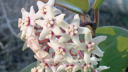 Ganzjährig. Die duftenden Blüten der Hoya australis sind immer aktiv.