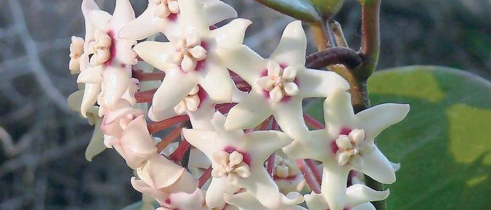 Ganzjährig. Die duftenden Blüten der Hoya australis sind immer aktiv.