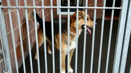 Ein Mischlingshund in einem Tierheim.