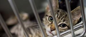 Wohin mit Fundtieren?