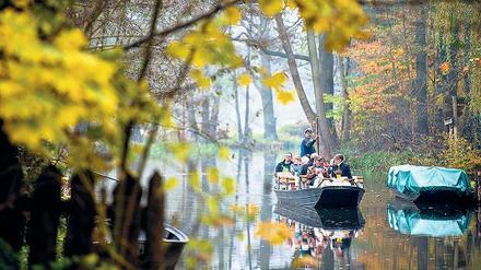 Langer, ruhiger Fluss. Der enorme Gebietszuwachs von Brandenburg ist leider nur virtuell – aber auf den Spreewaldkähnen ist im Spätherbst allemal genug Platz.