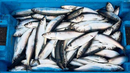 Abgefischt. Rund 90 Prozent der weltweiten Fischbestände sind weggefischt, nun muss die Hochseefischerei dringend vernünftig geregelt werden.